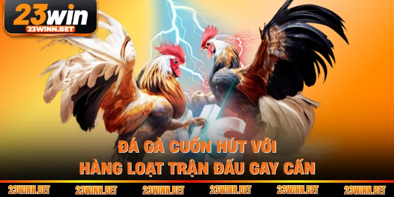 Đá gà cuốn hút với hàng loạt trận đấu gay cấn